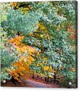 Fall Colored Country Road Acrylic Print