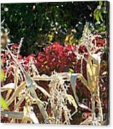 Fall Harvest Of Color Acrylic Print