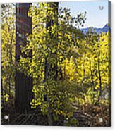 Fall In Lake Tahoe Acrylic Print