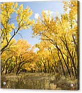 Fall Leaves In New Mexico Acrylic Print