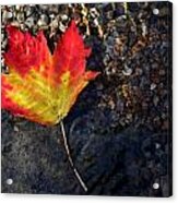 Fall Maple Leaf In Stream Acrylic Print