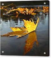 Fallen Maple Leaf Reflection Acrylic Print