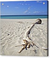 Fallen Palm Tree On A Caribbean White Sand Beach Acrylic Print