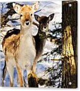 Fallow Deer Acrylic Print