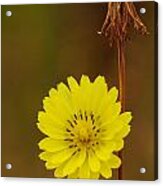 False Dandelion Flower With Wilted Fruit Acrylic Print