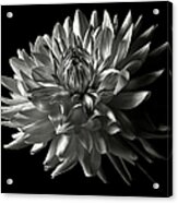 Fancy Dahlia In Black And White Acrylic Print