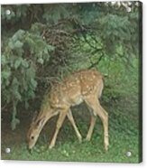 Fawn Acrylic Print