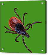 Female Blacklegged Tick Acrylic Print