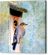 Female Eastern Bluebird At Nesting Box Acrylic Print