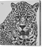 Female Jaguar And Cub Acrylic Print