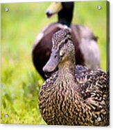 Female Northern Pintail Duck Acrylic Print