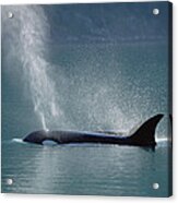 Female Orca Spouting Alaska Acrylic Print