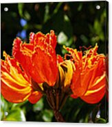 Fiery Petals Acrylic Print