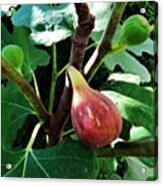 Fig Tree In My #garden #webstagram Acrylic Print