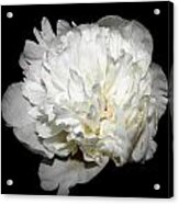 Floating White Peony Acrylic Print