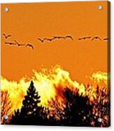Flock Of Geese At Sunset - 2 Acrylic Print