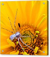 Floral Spider Acrylic Print