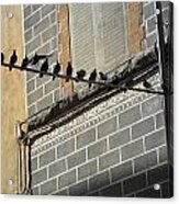 Florentine Pigeons Acrylic Print