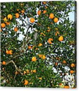 Florida Oranges Acrylic Print