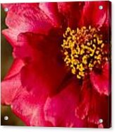 Flower Carpet Rose Acrylic Print