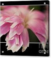 Flower In Frame -2 Acrylic Print