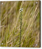 Flower In The Grass. Acrylic Print