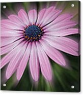 Flower Zoom Acrylic Print