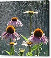 Flowers In The Rain Acrylic Print