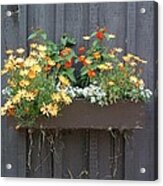 Flowers Summer Blooms On The Barn Acrylic Print