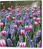 #flowers #tulips #keukenhof #dutch Acrylic Print