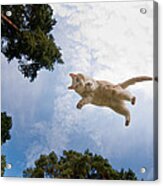 Flying Cat Acrylic Print
