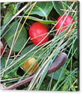 Forest Floor Acrylic Print