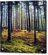 Forest In Cumbria Acrylic Print