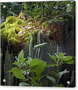 Forest Magic Acrylic Print