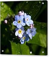 Forget Me Not #2 Acrylic Print