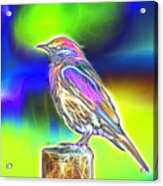 Fractal - Colorful - Western Bluebird Acrylic Print