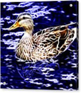 Fractal - Mallard In Pond- 9164 Acrylic Print