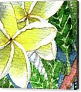 Fragrant Plumeria Acrylic Print