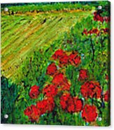 French Poppies No3 Acrylic Print