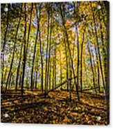 Fresh Forest Air Acrylic Print