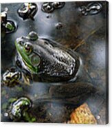 Frog In The Millpond Acrylic Print