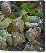 Frost On Leaves No. 1 Acrylic Print