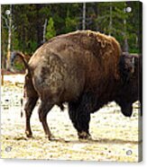 Funny Buffalo In Yellowstone Acrylic Print