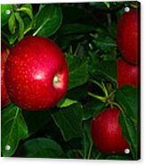 Gala Apples New Jersey Orchard Acrylic Print