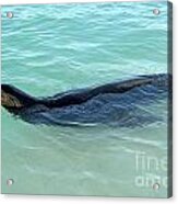 Galapagos Sea Lion Swimming Acrylic Print