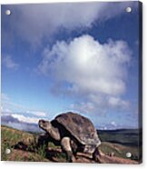 Galapagos Tortoise On Isla Isabella Acrylic Print