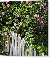 Garden Fence With Roses 2 Acrylic Print