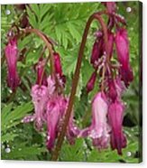 Garden Rain Drops Acrylic Print