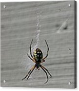 Garden Spider Acrylic Print