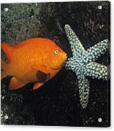 Garibaldi And Starfish Sea Of Cortez Acrylic Print